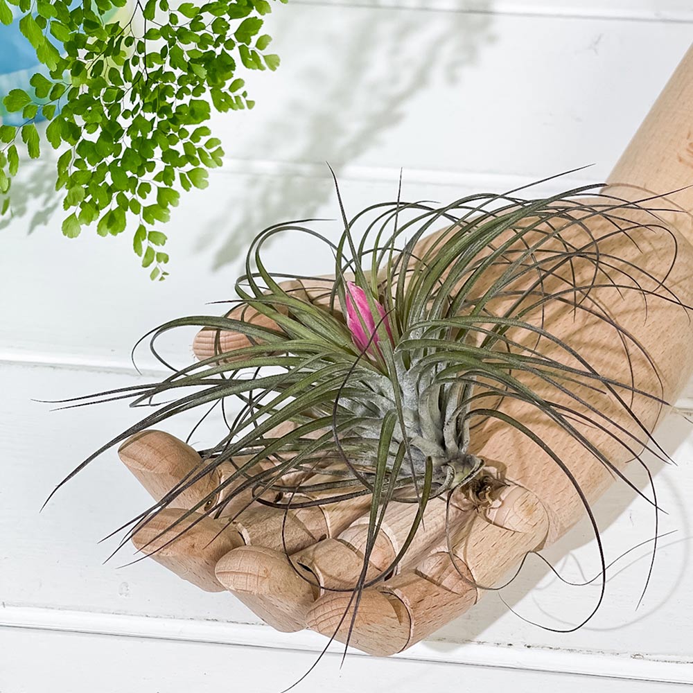 PLANCHU エアプランツ ティランジア ストリクタ Mサイズ 1株 W10×H10cm前後 育て方説明書付き Tillandsia stricta エアープランツ チランジア