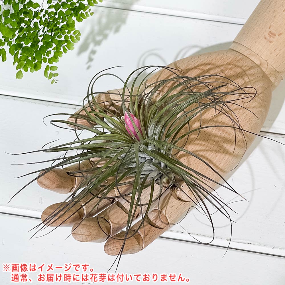 PLANCHU エアプランツ ティランジア ストリクタ Mサイズ 1株 W10×H10cm前後 育て方説明書付き Tillandsia stricta エアープランツ チランジア