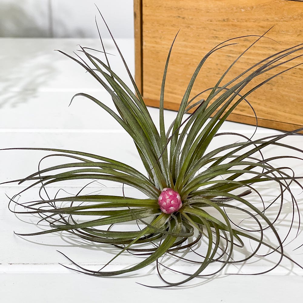 PLANCHU エアプランツ ティランジア ストリクタ Mサイズ 1株 W10×H10cm前後 育て方説明書付き Tillandsia stricta エアープランツ チランジア