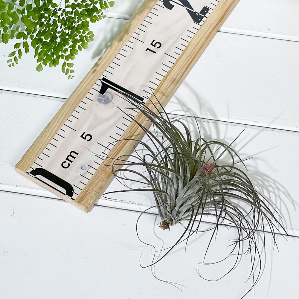PLANCHU エアプランツ ティランジア ストリクタ Mサイズ 1株 W10×H10cm前後 育て方説明書付き Tillandsia stricta エアープランツ チランジア