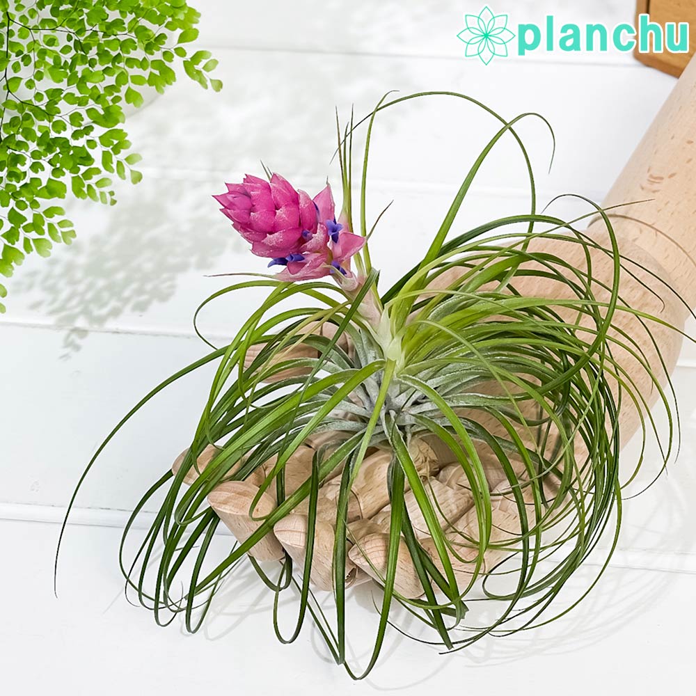 PLANCHU エアプランツ ティランジア ストリクタ Lサイズ 1株 W15×H10cm前後 育て方説明書付き Tillandsia stricta エアープランツ チランジア