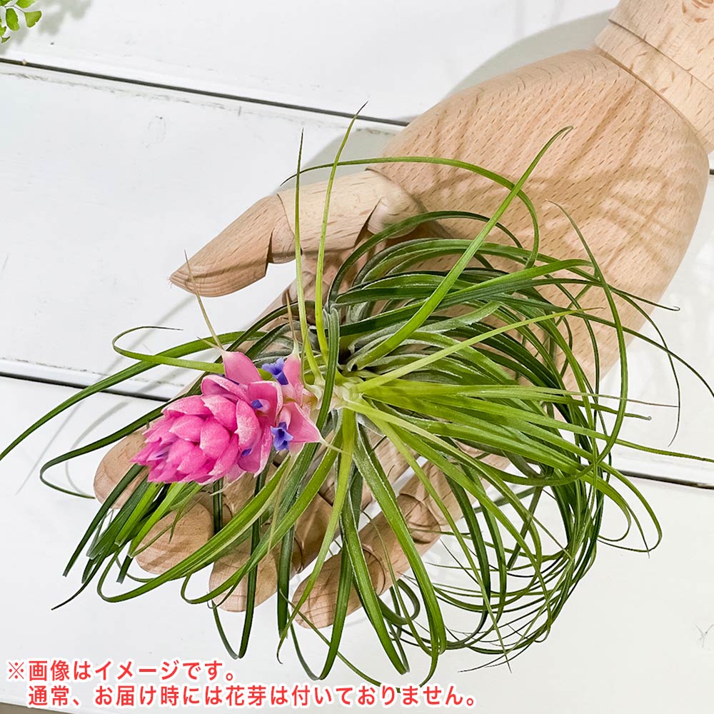 PLANCHU エアプランツ ティランジア ストリクタ Lサイズ 1株 W15×H10cm前後 育て方説明書付き Tillandsia stricta エアープランツ チランジア