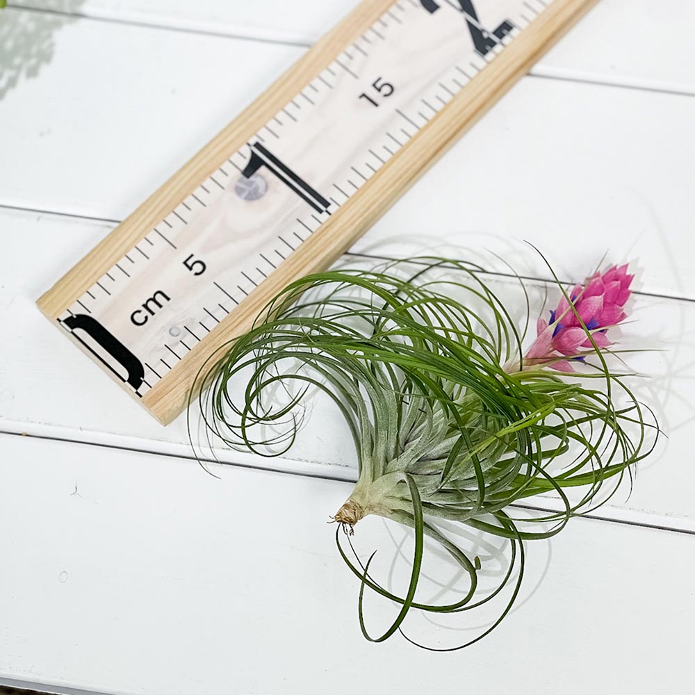 PLANCHU エアプランツ ティランジア ストリクタ Lサイズ 1株 W15×H10cm前後 育て方説明書付き Tillandsia stricta エアープランツ チランジア