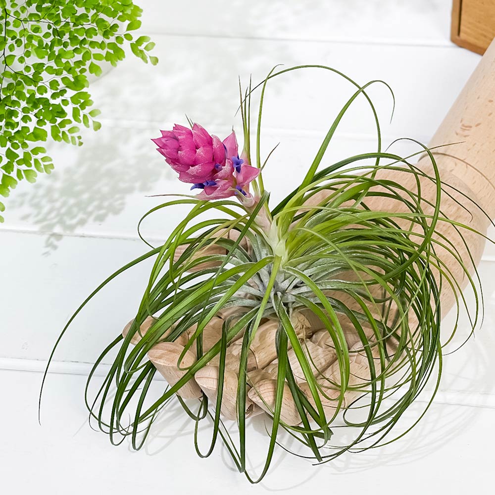 PLANCHU エアプランツ ティランジア ストリクタ Lサイズ 1株 W15×H10cm前後 育て方説明書付き Tillandsia stricta エアープランツ チランジア