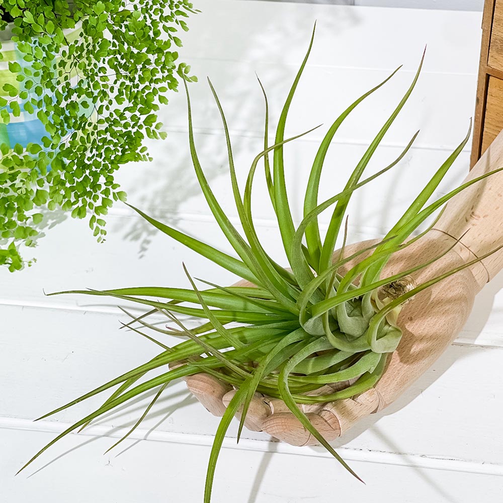 PLANCHU エアプランツ ティランジア カピタータ Lサイズ 1株 W18×H18cm前後 育て方説明書付き Tillandsia capitata エアープランツ チランジア