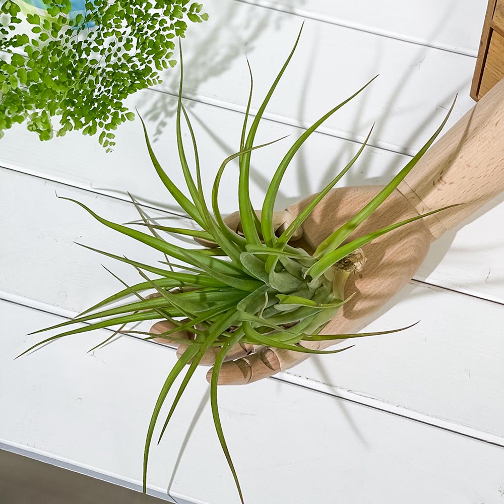 PLANCHU エアプランツ ティランジア カピタータ Lサイズ 1株 W18×H18cm前後 育て方説明書付き Tillandsia capitata エアープランツ チランジア