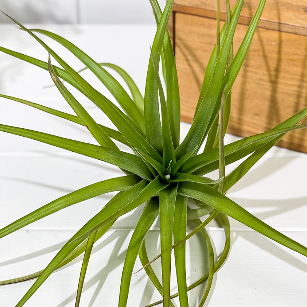 PLANCHU エアプランツ ティランジア カピタータ Lサイズ 1株 W18×H18cm前後 育て方説明書付き Tillandsia capitata エアープランツ チランジア
