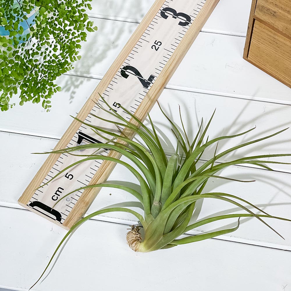 PLANCHU エアプランツ ティランジア カピタータ Lサイズ 1株 W18×H18cm前後 育て方説明書付き Tillandsia capitata エアープランツ チランジア