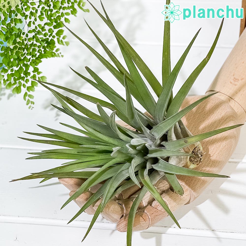 PLANCHU エアプランツ ティランジア ブラキカウロス Lサイズ 1株 W18×H15cm前後 育て方説明書付き Tillandsia brachycaulos エアープランツ チランジア