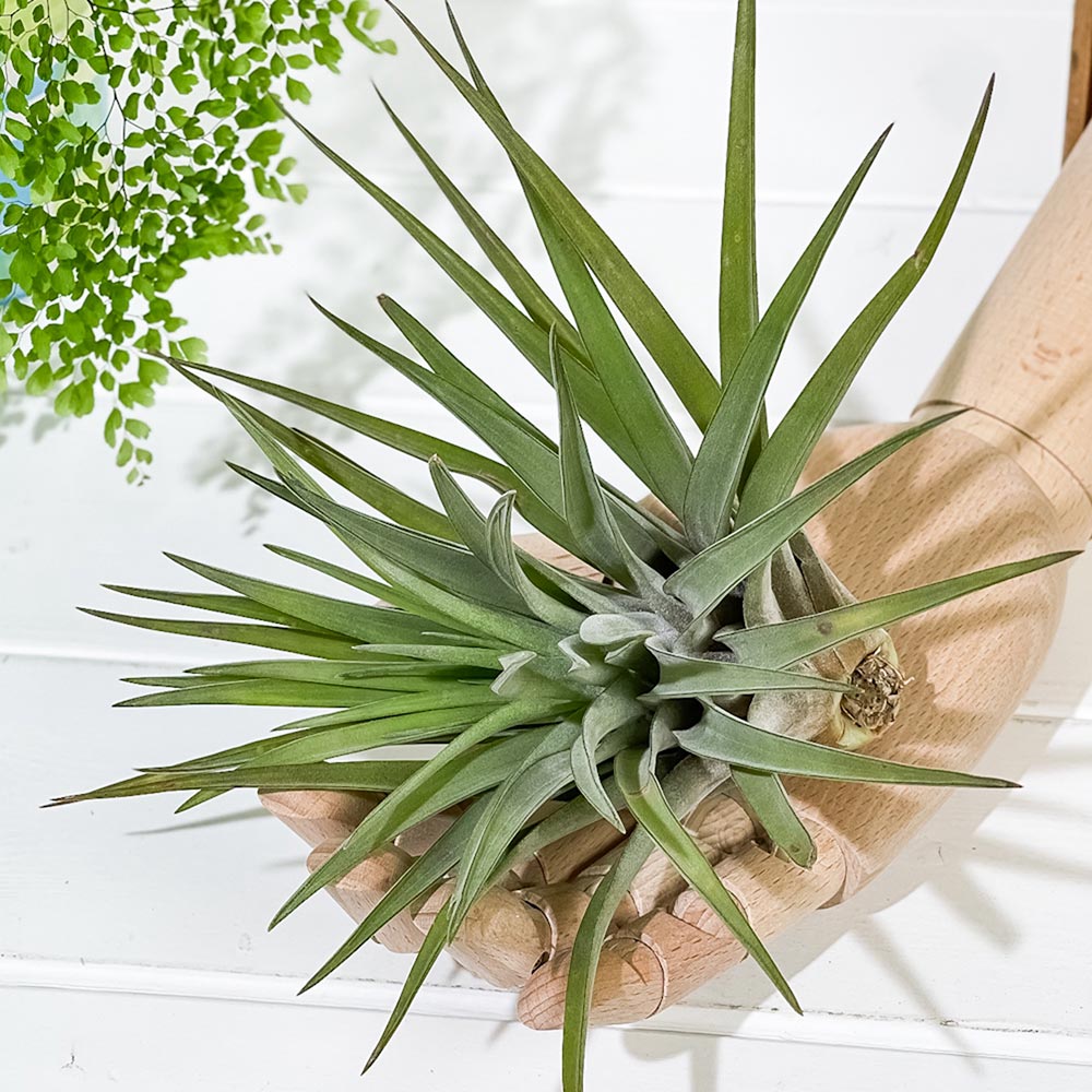 PLANCHU エアプランツ ティランジア ブラキカウロス Lサイズ 1株 W18×H15cm前後 育て方説明書付き Tillandsia brachycaulos エアープランツ チランジア