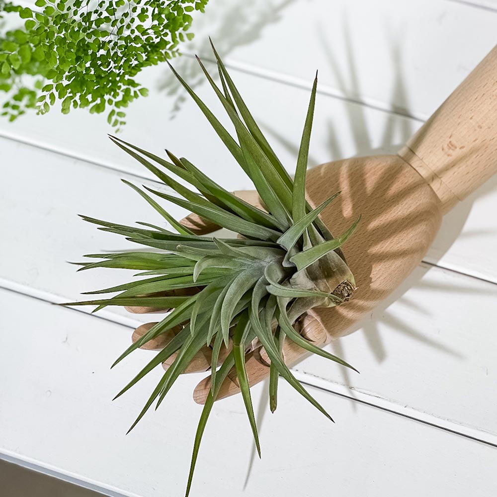 PLANCHU エアプランツ ティランジア ブラキカウロス Lサイズ 1株 W18×H15cm前後 育て方説明書付き Tillandsia brachycaulos エアープランツ チランジア