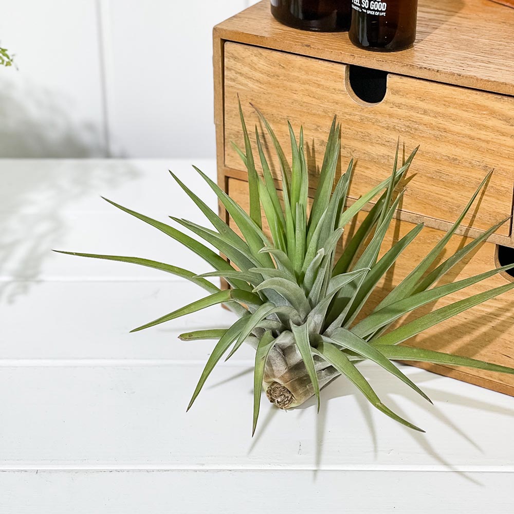 PLANCHU エアプランツ ティランジア ブラキカウロス Lサイズ 1株 W18×H15cm前後 育て方説明書付き Tillandsia brachycaulos エアープランツ チランジア