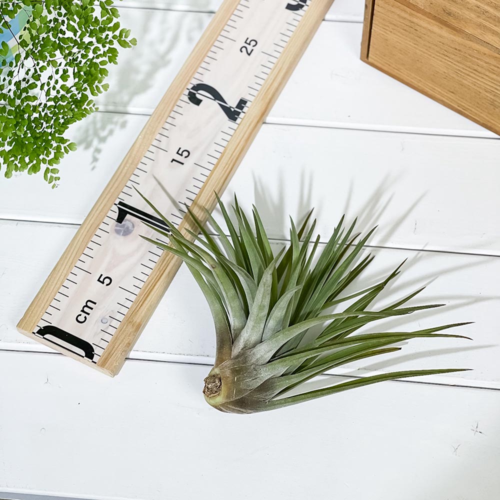 PLANCHU エアプランツ ティランジア ブラキカウロス Lサイズ 1株 W18×H15cm前後 育て方説明書付き Tillandsia brachycaulos エアープランツ チランジア