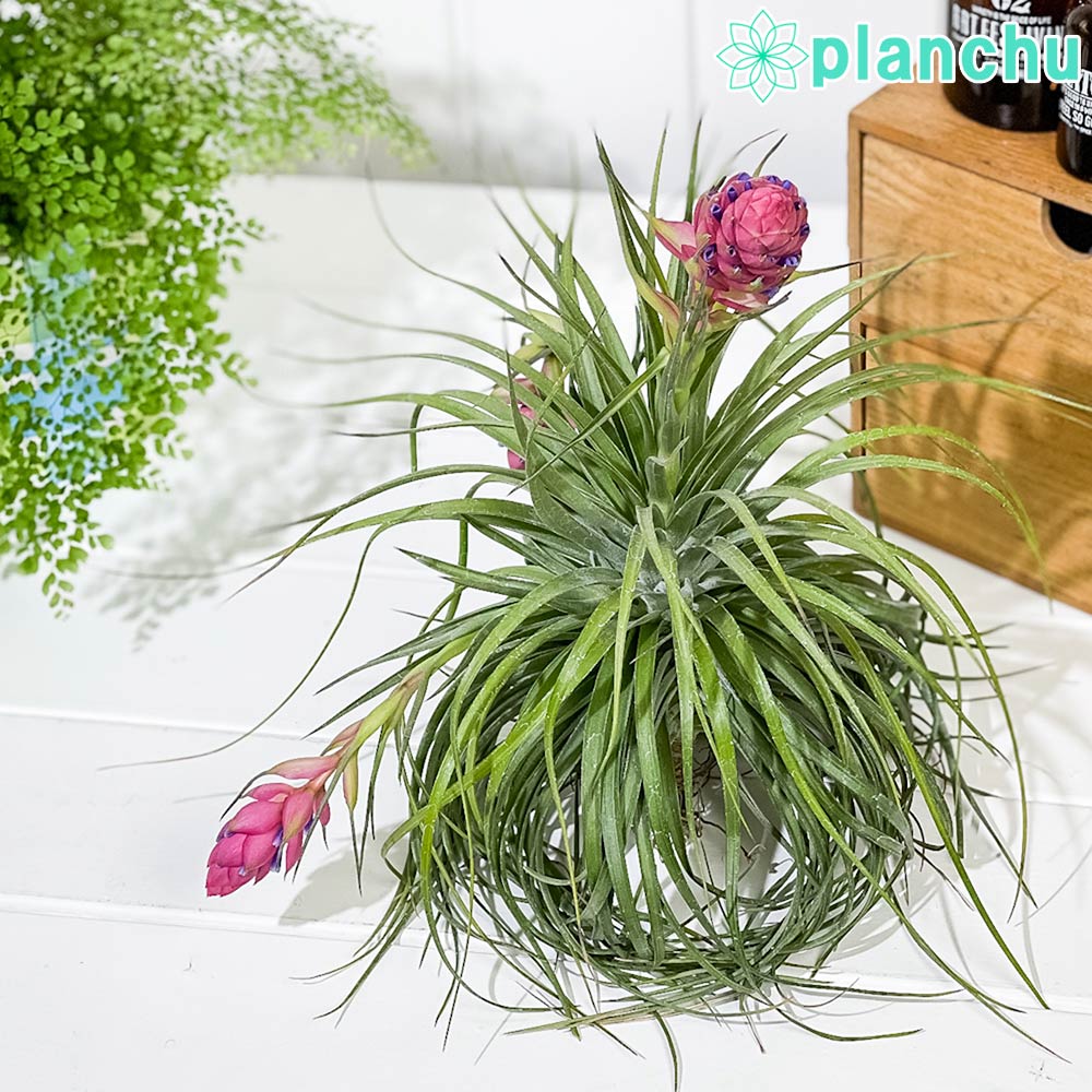 PLANCHU エアプランツ ティランジア ストリクタ ギガンティクス クランプ 1株 W20×H20cm前後 育て方説明書付き Tillandsia stricta ‘Giganticus’ エアープランツ チランジア