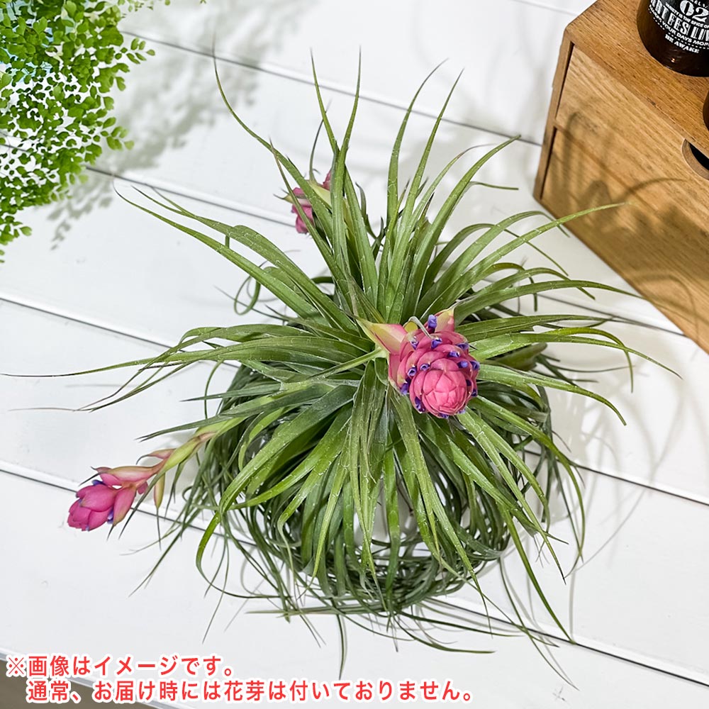PLANCHU エアプランツ ティランジア ストリクタ ギガンティクス クランプ 1株 W20×H20cm前後 育て方説明書付き Tillandsia stricta ‘Giganticus’ エアープランツ チランジア
