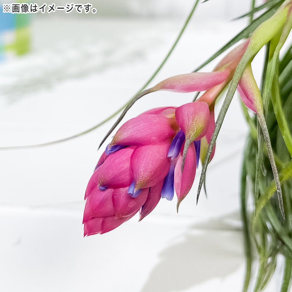 PLANCHU エアプランツ ティランジア ストリクタ ギガンティクス クランプ 1株 W20×H20cm前後 育て方説明書付き Tillandsia stricta ‘Giganticus’ エアープランツ チランジア