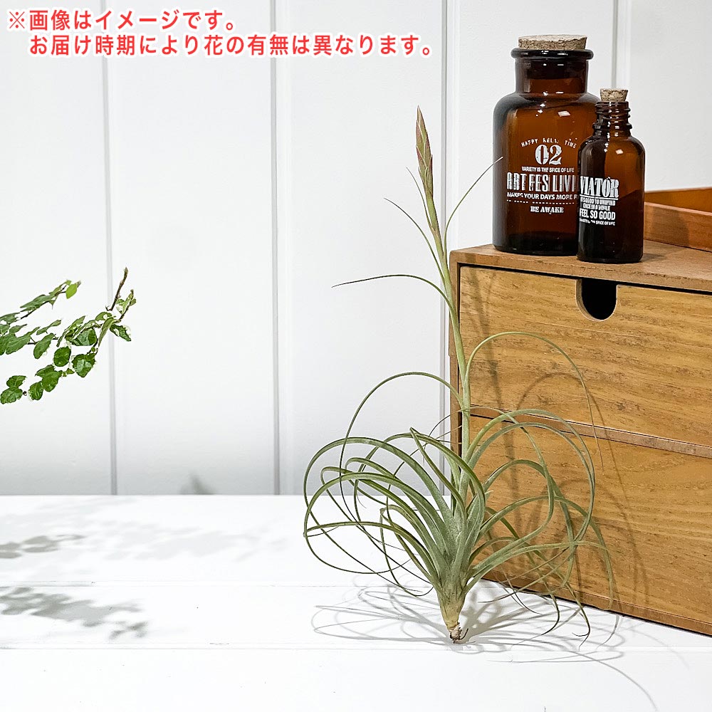 PLANCHU エアプランツ ティランジア イオナンタ × シーディアナ Lサイズ 1株 W15×H10cm前後 育て方説明書付き Tillandsia ionantha × schiedeana スキディアーナ エアープランツ チランジア