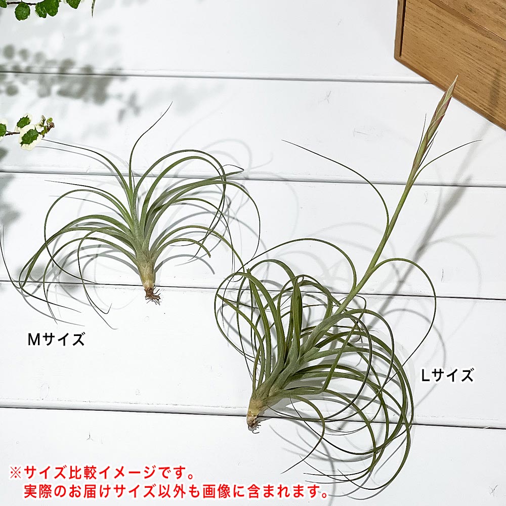 PLANCHU エアプランツ ティランジア イオナンタ × シーディアナ Lサイズ 1株 W15×H10cm前後 育て方説明書付き Tillandsia ionantha × schiedeana スキディアーナ エアープランツ チランジア