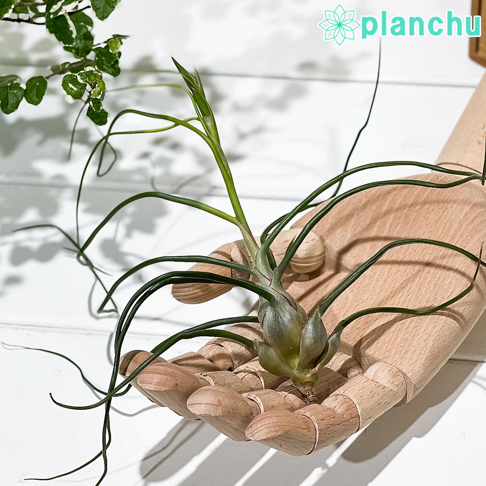 PLANCHU エアプランツ ティランジア ブルボーサ Lサイズ 1株 W15×H15cm前後 育て方説明書付き Tillandsia bulbosa エアープランツ チランジア