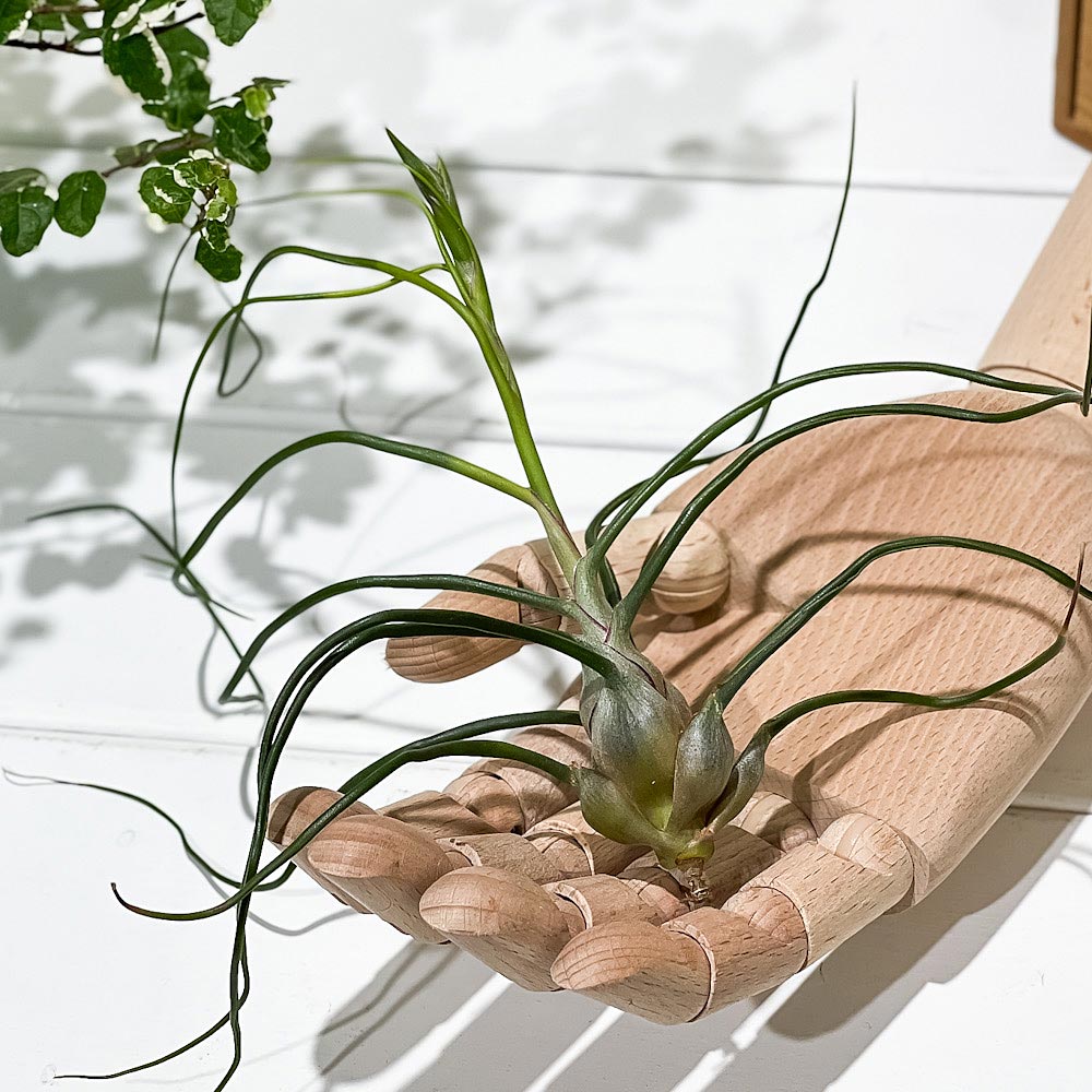 PLANCHU エアプランツ ティランジア ブルボーサ Lサイズ 1株 W15×H15cm前後 育て方説明書付き Tillandsia bulbosa エアープランツ チランジア