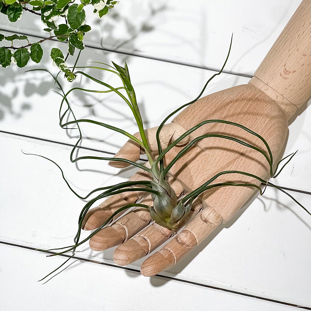 PLANCHU エアプランツ ティランジア ブルボーサ Lサイズ 1株 W15×H15cm前後 育て方説明書付き Tillandsia bulbosa エアープランツ チランジア