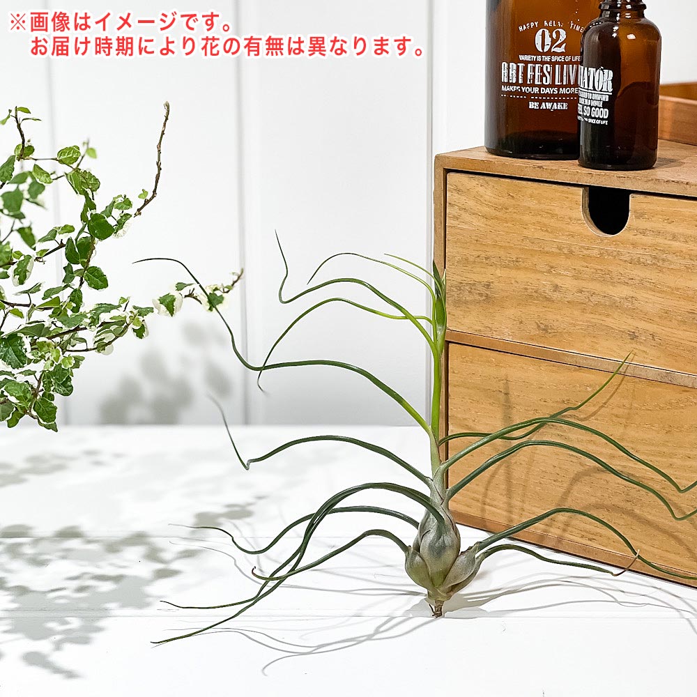 PLANCHU エアプランツ ティランジア ブルボーサ Lサイズ 1株 W15×H15cm前後 育て方説明書付き Tillandsia bulbosa エアープランツ チランジア
