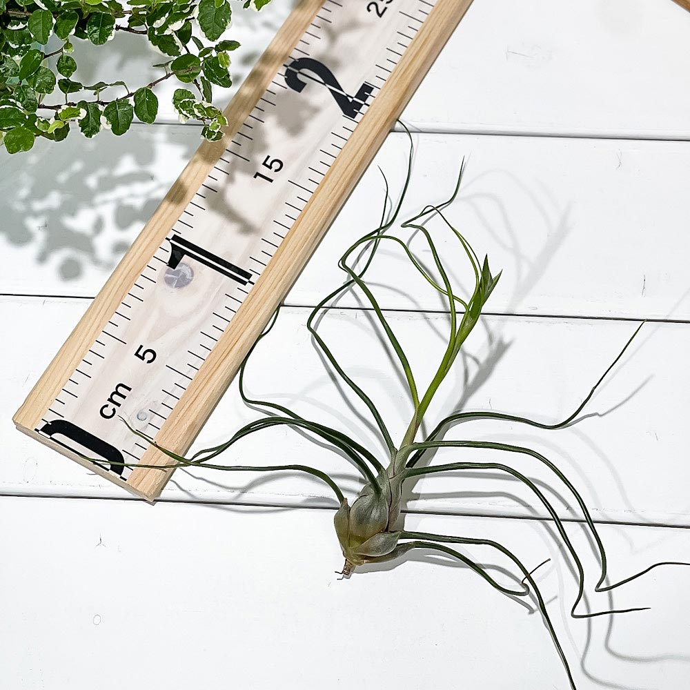 PLANCHU エアプランツ ティランジア ブルボーサ Lサイズ 1株 W15×H15cm前後 育て方説明書付き Tillandsia bulbosa エアープランツ チランジア