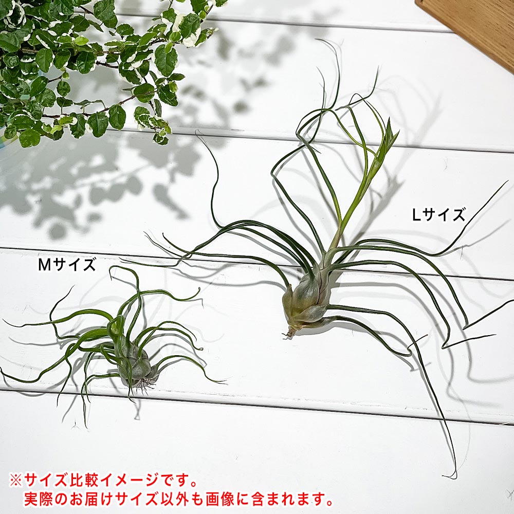 PLANCHU エアプランツ ティランジア ブルボーサ Lサイズ 1株 W15×H15cm前後 育て方説明書付き Tillandsia bulbosa エアープランツ チランジア