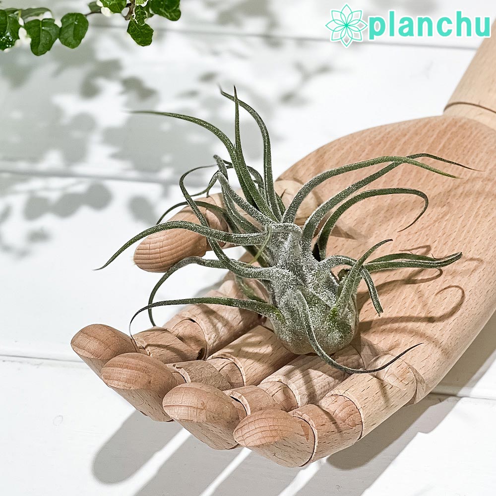 PLANCHU エアプランツ ティランジア プルイノーサ XLサイズ 1株 W10×H10cm前後 育て方説明書付き Tillandsia pruinosa エアープランツ チランジア