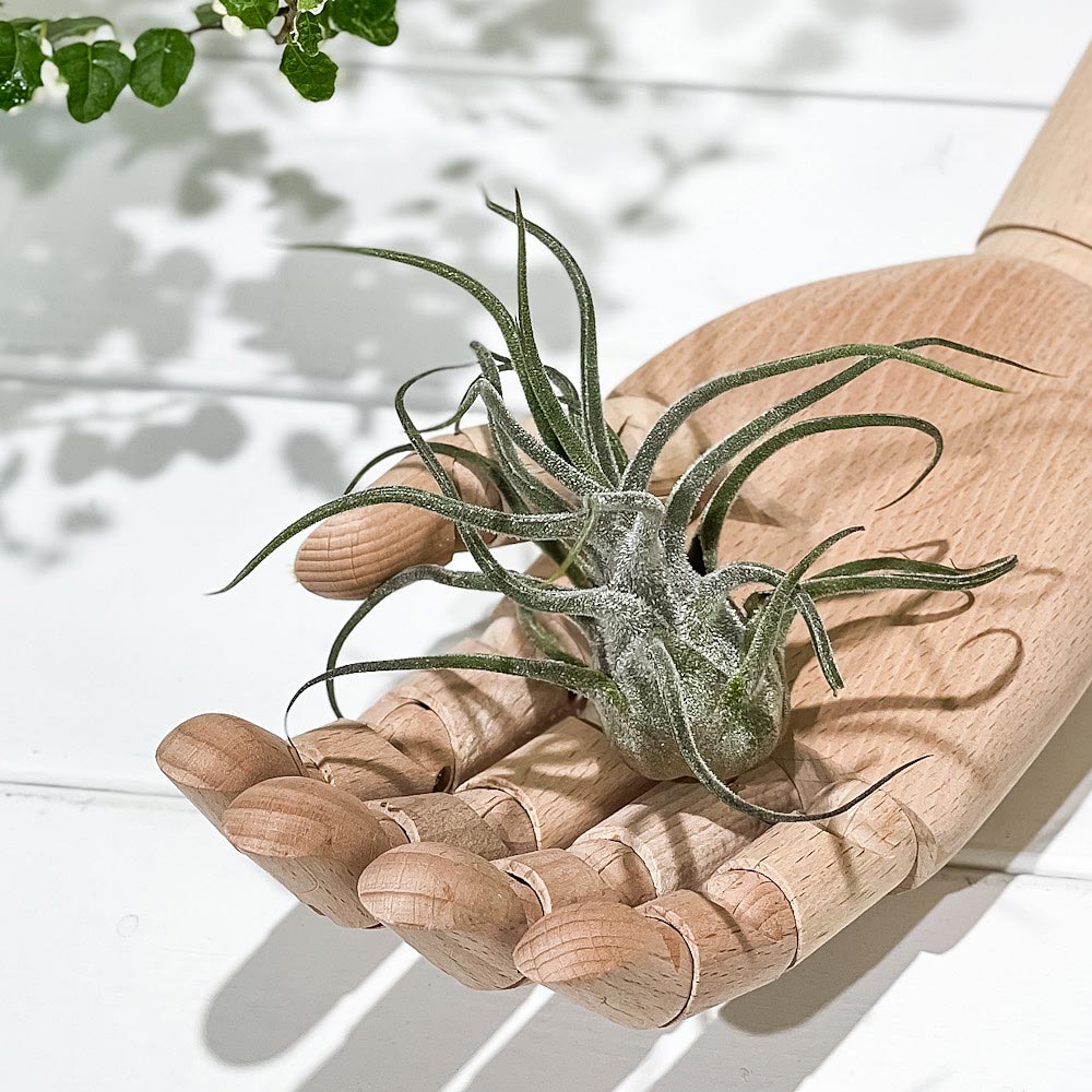 PLANCHU エアプランツ ティランジア プルイノーサ XLサイズ 1株 W10×H10cm前後 育て方説明書付き Tillandsia pruinosa エアープランツ チランジア