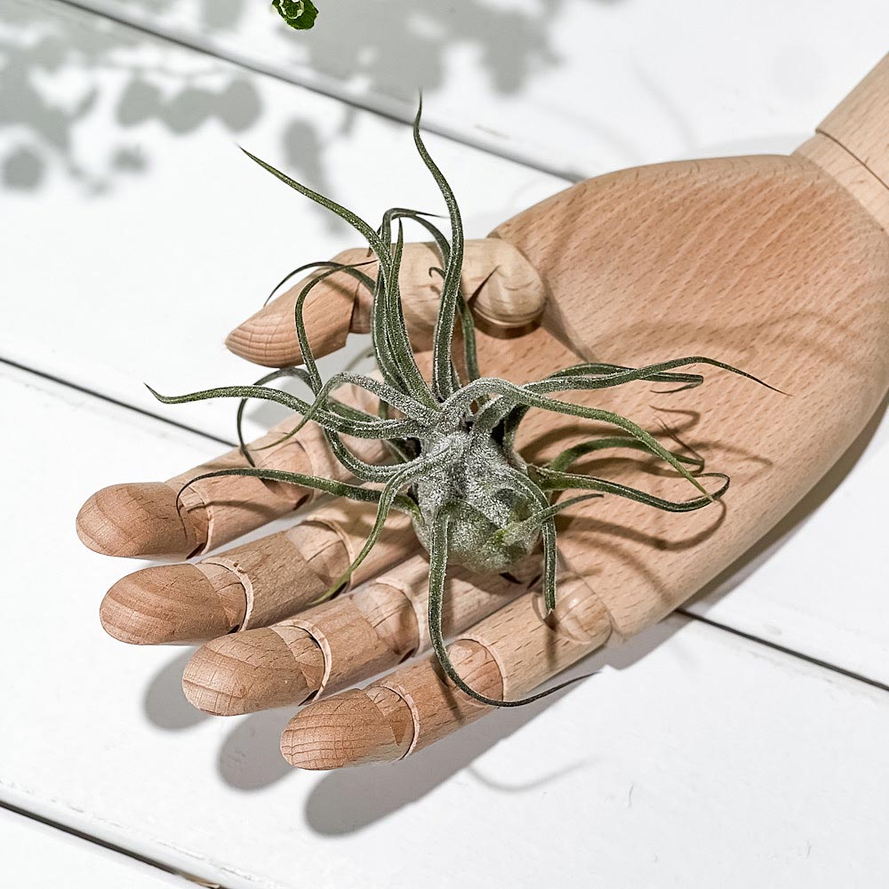 PLANCHU エアプランツ ティランジア プルイノーサ XLサイズ 1株 W10×H10cm前後 育て方説明書付き Tillandsia pruinosa エアープランツ チランジア