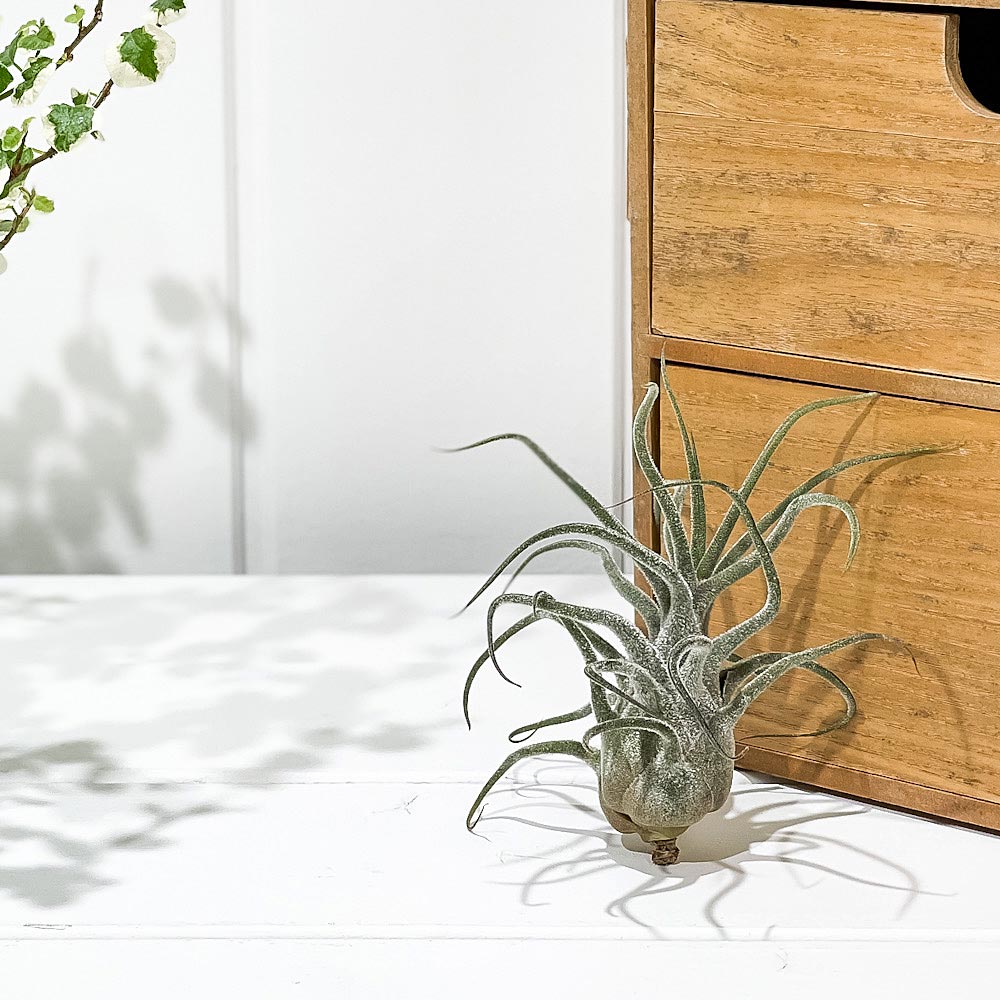 PLANCHU エアプランツ ティランジア プルイノーサ XLサイズ 1株 W10×H10cm前後 育て方説明書付き Tillandsia pruinosa エアープランツ チランジア