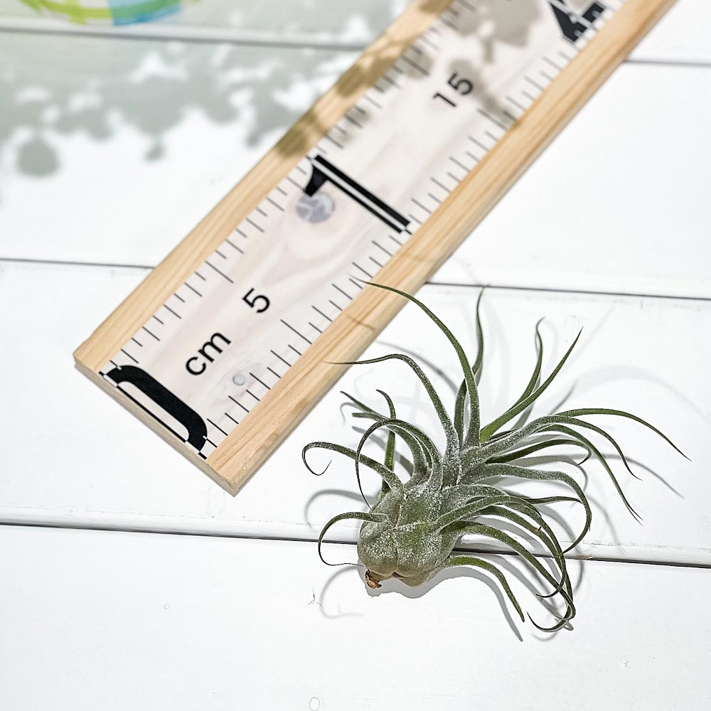 PLANCHU エアプランツ ティランジア プルイノーサ XLサイズ 1株 W10×H10cm前後 育て方説明書付き Tillandsia pruinosa エアープランツ チランジア