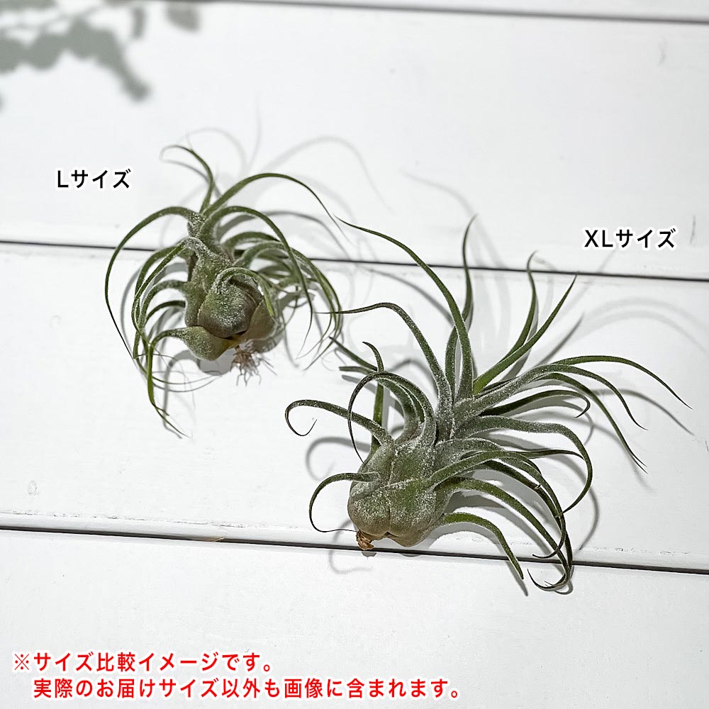 PLANCHU エアプランツ ティランジア プルイノーサ XLサイズ 1株 W10×H10cm前後 育て方説明書付き Tillandsia pruinosa エアープランツ チランジア