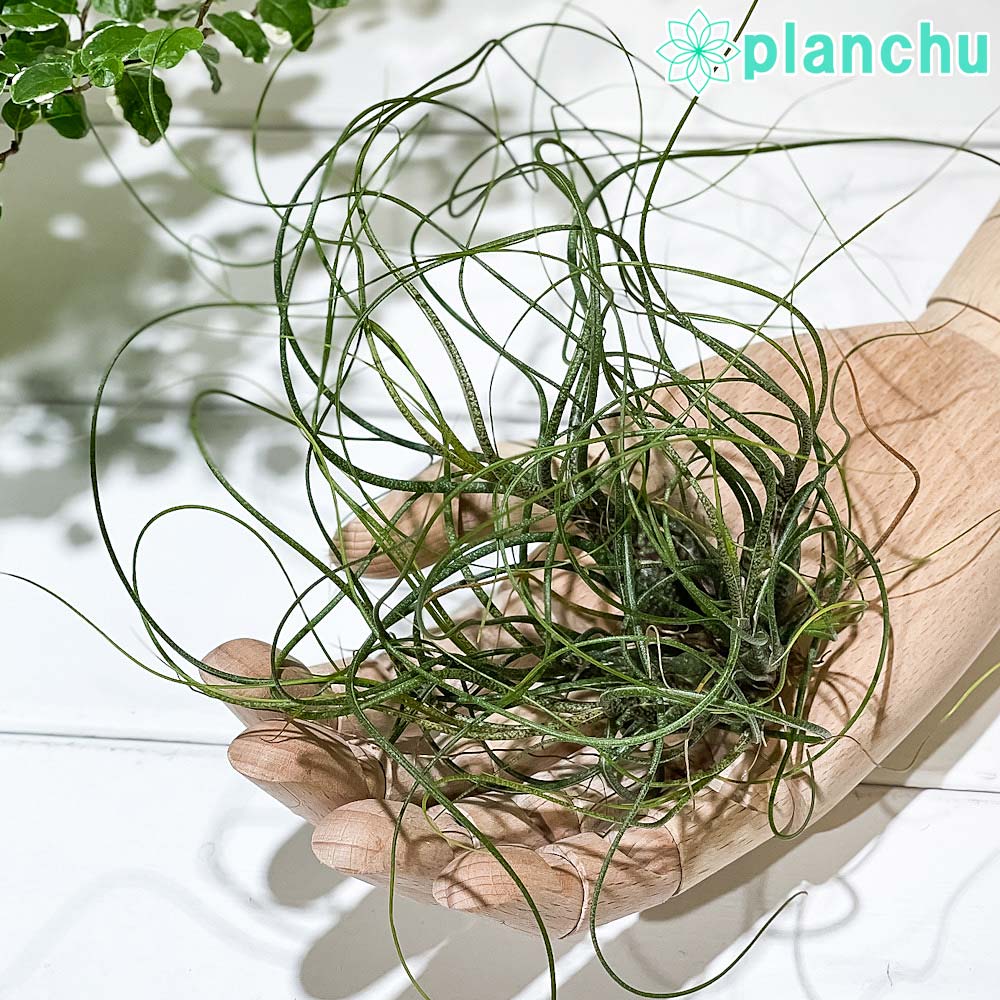 PLANCHU エアプランツ ティランジア ブッツィ クランプ 1株 W15×H15cm前後 育て方説明書付き Tillandsia butzii ブッチー エアープランツ チランジア