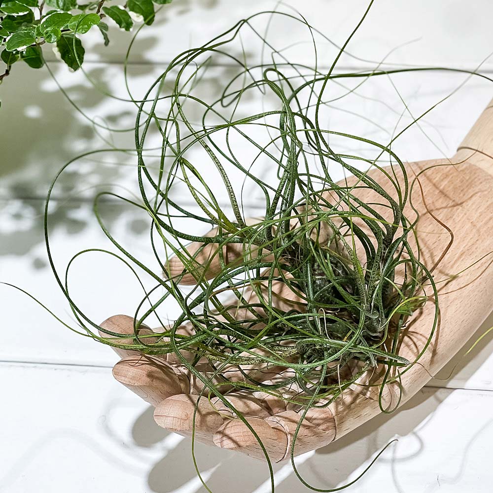 PLANCHU エアプランツ ティランジア ブッツィ クランプ 1株 W15×H15cm前後 育て方説明書付き Tillandsia butzii ブッチー エアープランツ チランジア