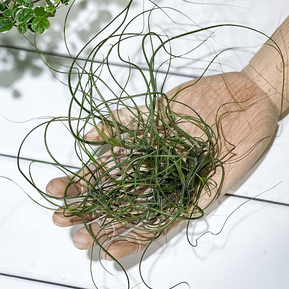 PLANCHU エアプランツ ティランジア ブッツィ クランプ 1株 W15×H15cm前後 育て方説明書付き Tillandsia butzii ブッチー エアープランツ チランジア