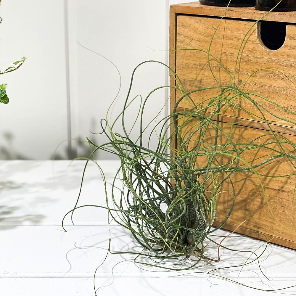 PLANCHU エアプランツ ティランジア ブッツィ クランプ 1株 W15×H15cm前後 育て方説明書付き Tillandsia butzii ブッチー エアープランツ チランジア
