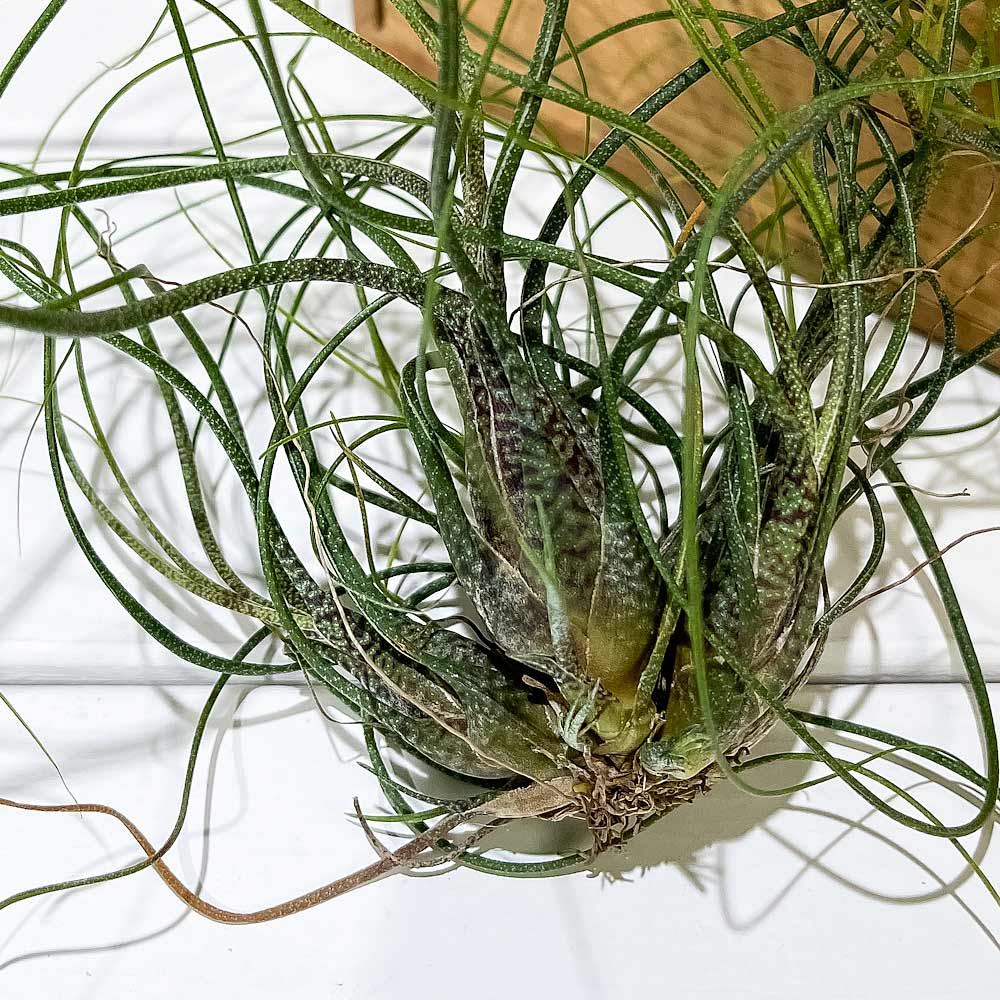 PLANCHU エアプランツ ティランジア ブッツィ クランプ 1株 W15×H15cm前後 育て方説明書付き Tillandsia butzii ブッチー エアープランツ チランジア
