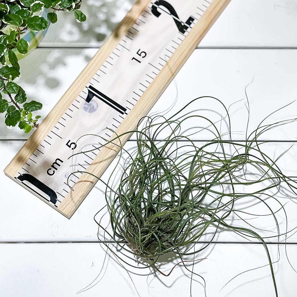 PLANCHU エアプランツ ティランジア ブッツィ クランプ 1株 W15×H15cm前後 育て方説明書付き Tillandsia butzii ブッチー エアープランツ チランジア
