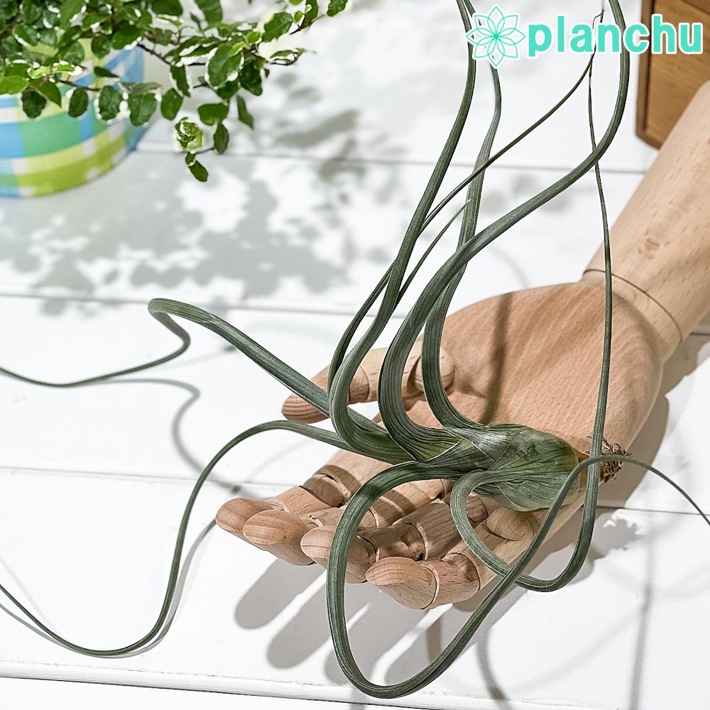 PLANCHU エアプランツ ティランジア プセウドベイレイ XLサイズ 1株 W30×H15cm前後 育て方説明書付き Tillandsia pseudobaileyi エアープランツ チランジア