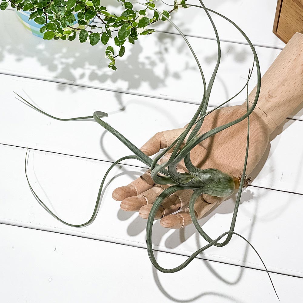 PLANCHU エアプランツ ティランジア プセウドベイレイ XLサイズ 1株 W30×H15cm前後 育て方説明書付き Tillandsia pseudobaileyi エアープランツ チランジア