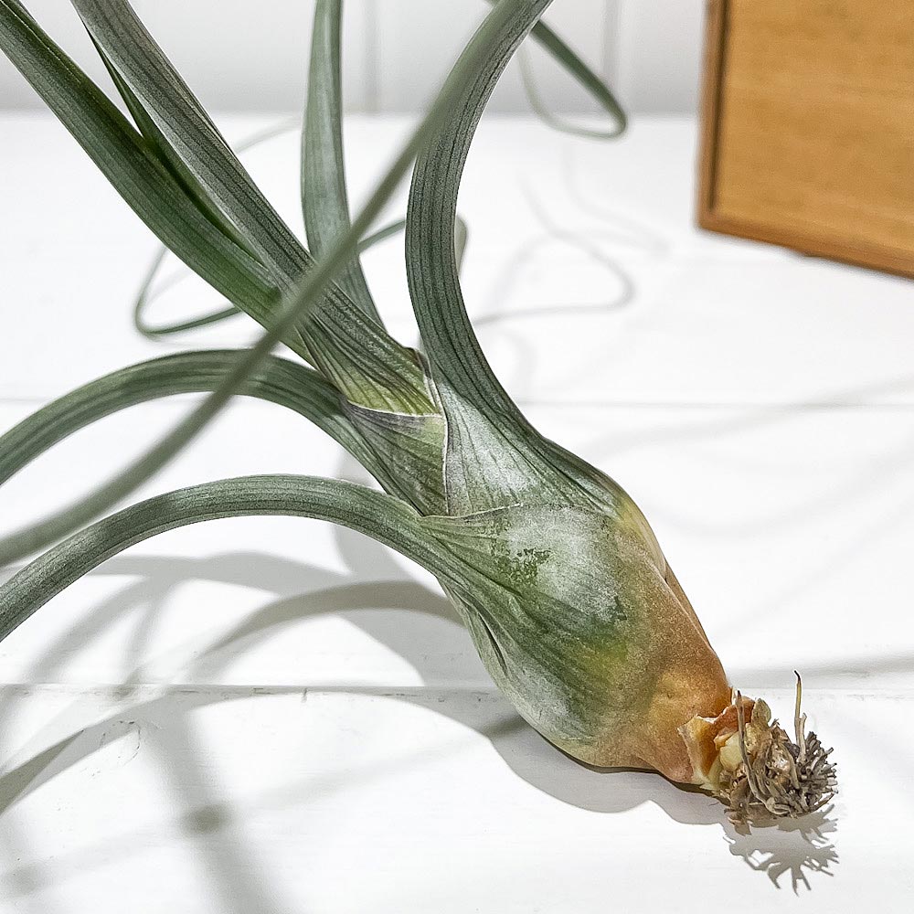 PLANCHU エアプランツ ティランジア プセウドベイレイ XLサイズ 1株 W30×H15cm前後 育て方説明書付き Tillandsia pseudobaileyi エアープランツ チランジア