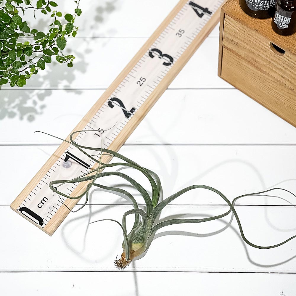 PLANCHU エアプランツ ティランジア プセウドベイレイ XLサイズ 1株 W30×H15cm前後 育て方説明書付き Tillandsia pseudobaileyi エアープランツ チランジア