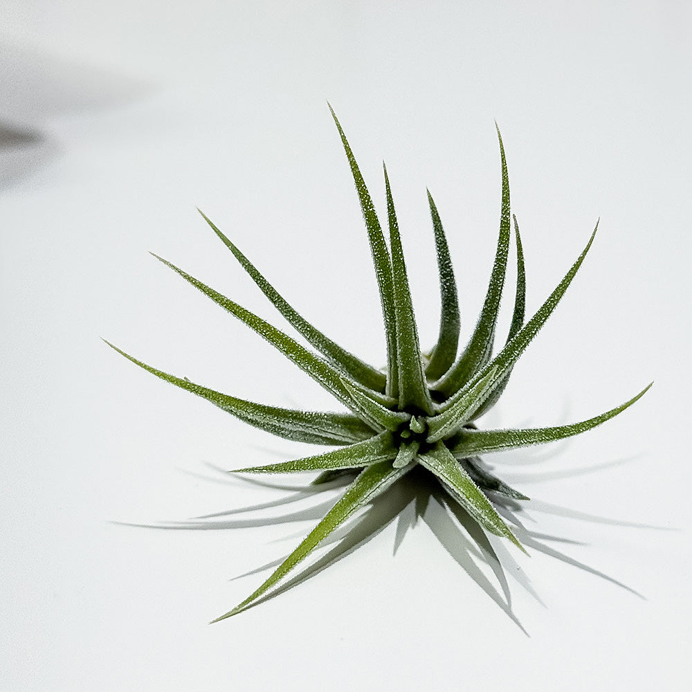 PLANCHU メール便発送 エアプランツ ティランジア イオナンタ 白花 Sサイズ 1株 W3×H3cm前後 育て方説明書付き Tillandsia ionantha ‘White Flower’ エアープランツ チランジア