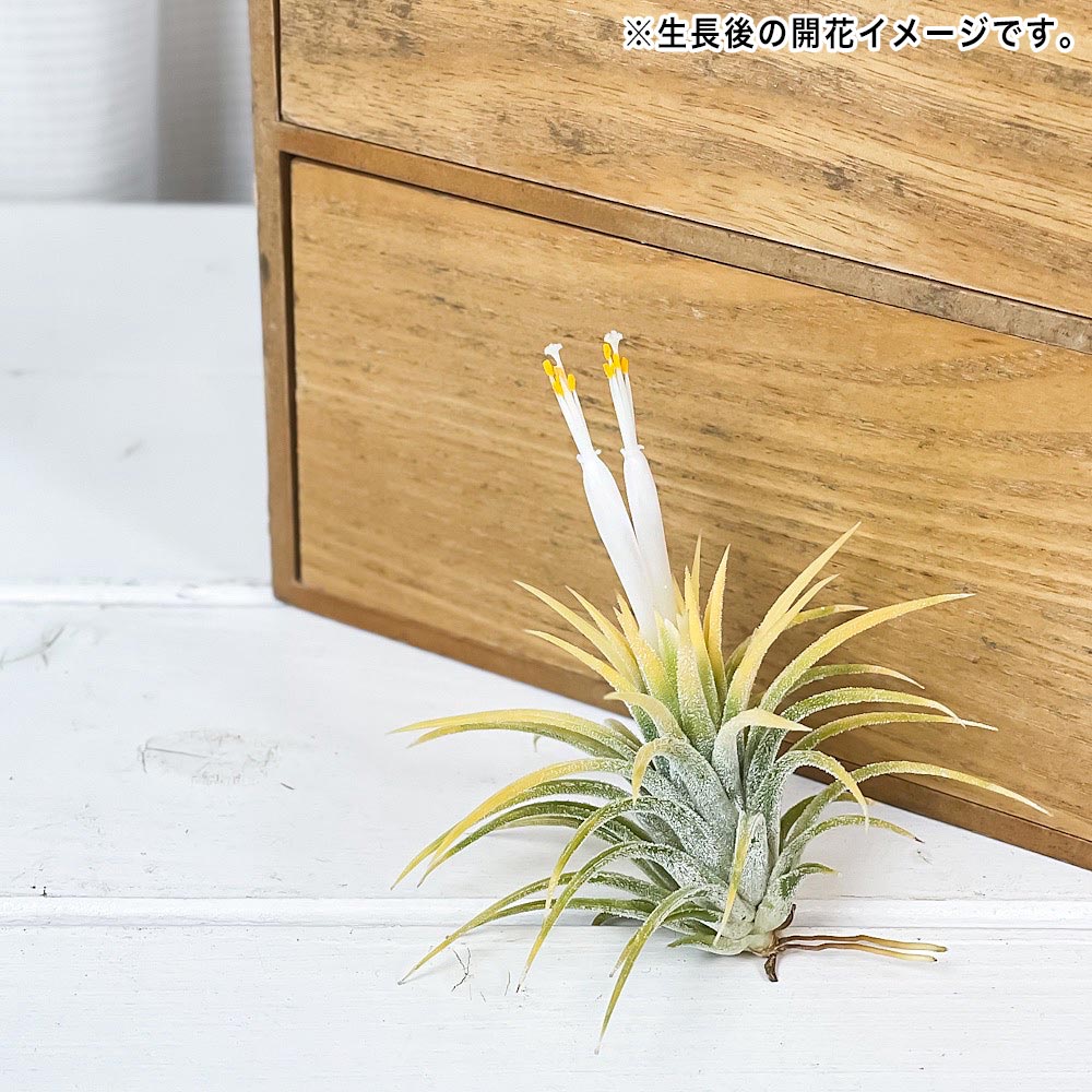 PLANCHU メール便発送 エアプランツ ティランジア イオナンタ 白花 Sサイズ 1株 W3×H3cm前後 育て方説明書付き Tillandsia ionantha ‘White Flower’ エアープランツ チランジア