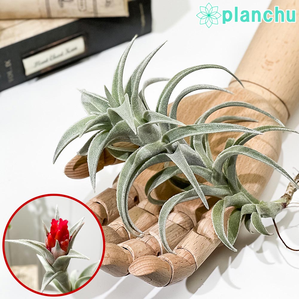 PLANCHU エアプランツ ティランジア エディシアエ Lサイズ 1株 W10×H15cm前後 育て方説明書付き Tillandsia edithae エアープランツ チランジア