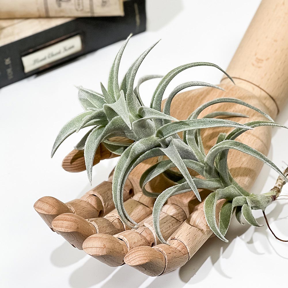 PLANCHU エアプランツ ティランジア エディシアエ Lサイズ 1株 W10×H15cm前後 育て方説明書付き Tillandsia edithae エアープランツ チランジア