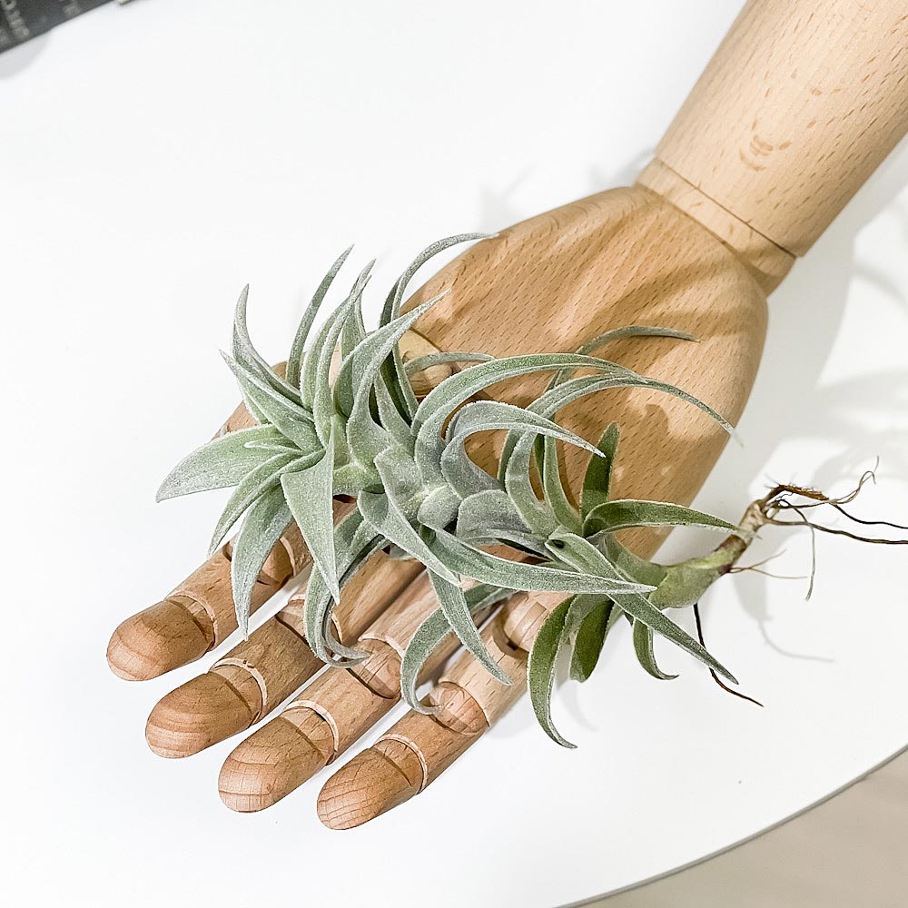 PLANCHU エアプランツ ティランジア エディシアエ Lサイズ 1株 W10×H15cm前後 育て方説明書付き Tillandsia edithae エアープランツ チランジア