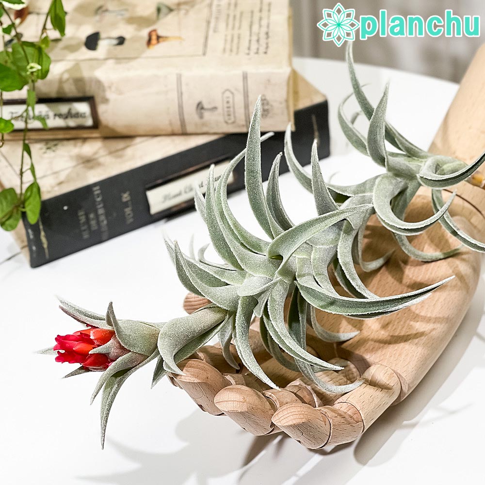 PLANCHU エアプランツ ティランジア エディシアエ XLサイズ 1株 W10×H30cm前後 育て方説明書付き Tillandsia edithae エアープランツ チランジア